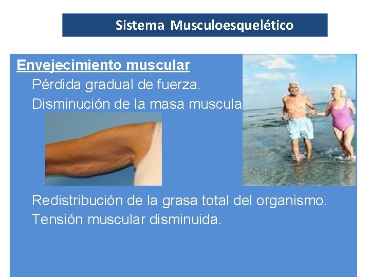 Sistema Musculoesquelético Envejecimiento muscular Pérdida gradual de fuerza. Disminución de la masa muscular. Redistribución