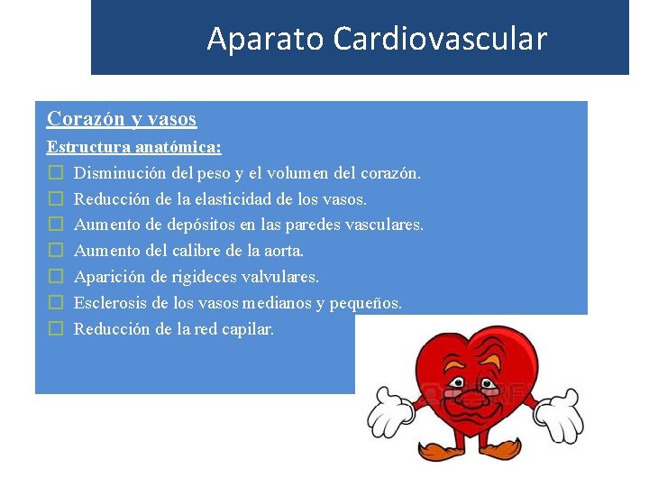 Aparato Cardiovascular Corazón y vasos Estructura anatómica: � Disminución del peso y el volumen