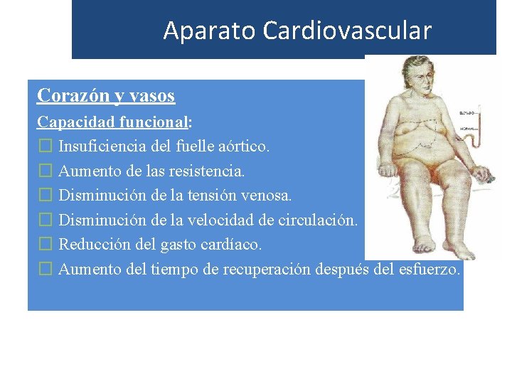 Aparato Cardiovascular Corazón y vasos Capacidad funcional: � Insuficiencia del fuelle aórtico. � Aumento