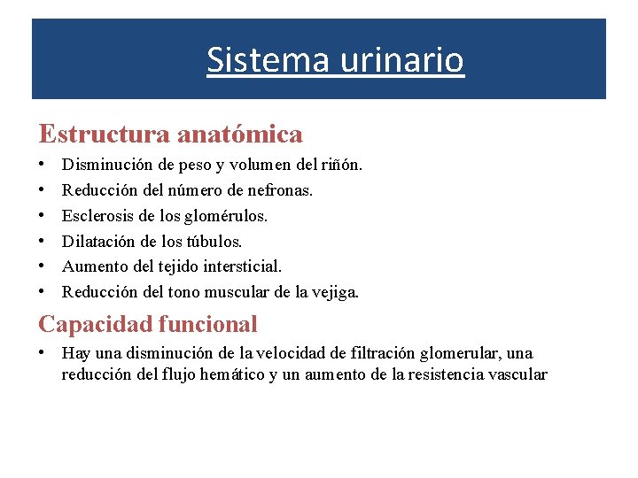 Sistema urinario Estructura anatómica • • • Disminución de peso y volumen del riñón.
