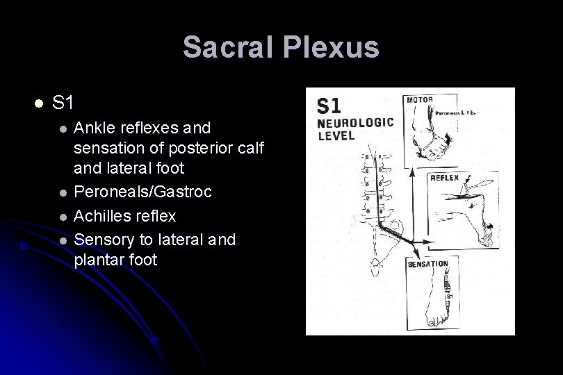 Sacral Plexus l S 1 l l Ankle reflexes and sensation of posterior calf