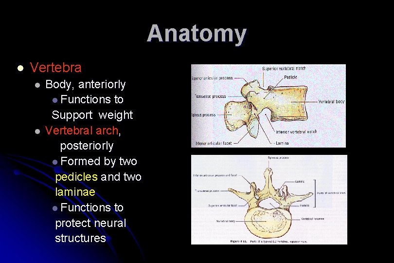 Anatomy l Vertebra l l Body, anteriorly l Functions to Support weight Vertebral arch,