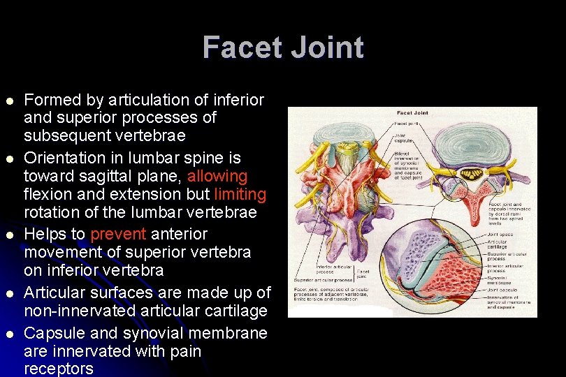 Facet Joint l l l Formed by articulation of inferior and superior processes of