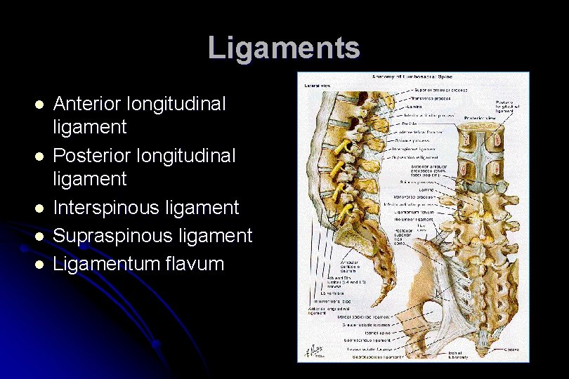 Ligaments l l l Anterior longitudinal ligament Posterior longitudinal ligament Interspinous ligament Supraspinous ligament