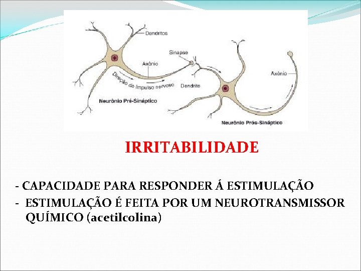 IRRITABILIDADE - CAPACIDADE PARA RESPONDER Á ESTIMULAÇÃO - ESTIMULAÇÃO É FEITA POR UM NEUROTRANSMISSOR