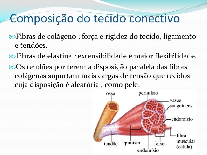 Composição do tecido conectivo Fibras de colágeno : força e rigidez do tecido, ligamento