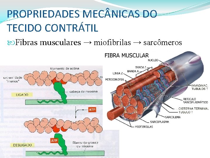 PROPRIEDADES MEC NICAS DO TECIDO CONTRÁTIL Fibras musculares → miofibrilas → sarcômeros 