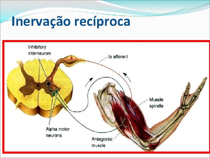 Inervação recíproca 