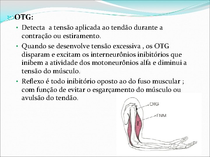  OTG: • Detecta a tensão aplicada ao tendão durante a contração ou estiramento.