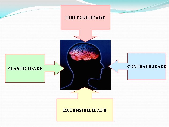 IRRITABILIDADE CONTRATILIDADE ELASTICIDADE EXTENSIBILIDADE 