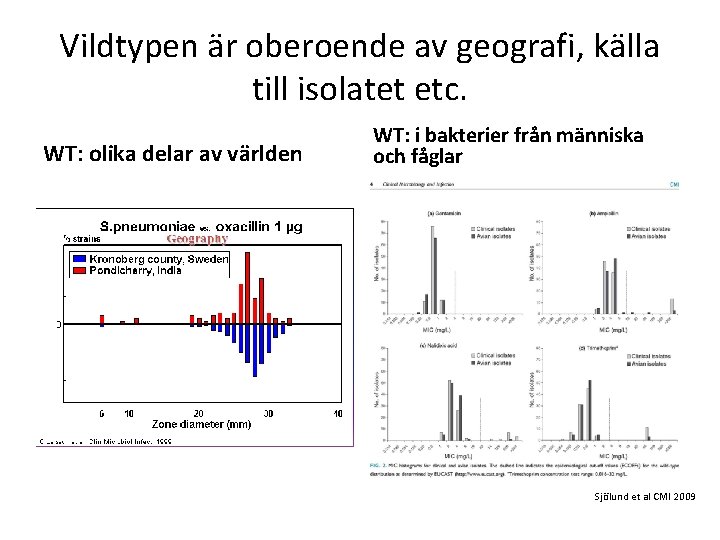 Vildtypen är oberoende av geografi, källa till isolatet etc. WT: olika delar av världen