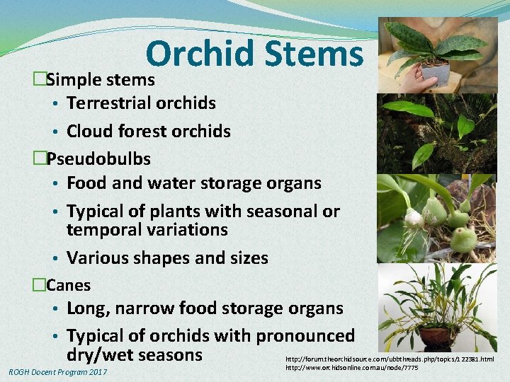 Orchid Stems �Simple stems • Terrestrial orchids • Cloud forest orchids �Pseudobulbs • Food