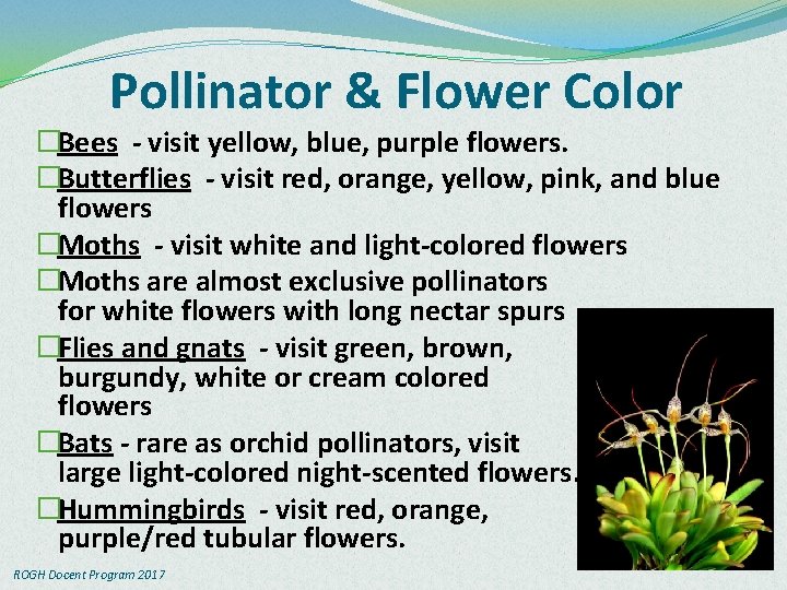 Pollinator & Flower Color �Bees - visit yellow, blue, purple flowers. �Butterflies - visit