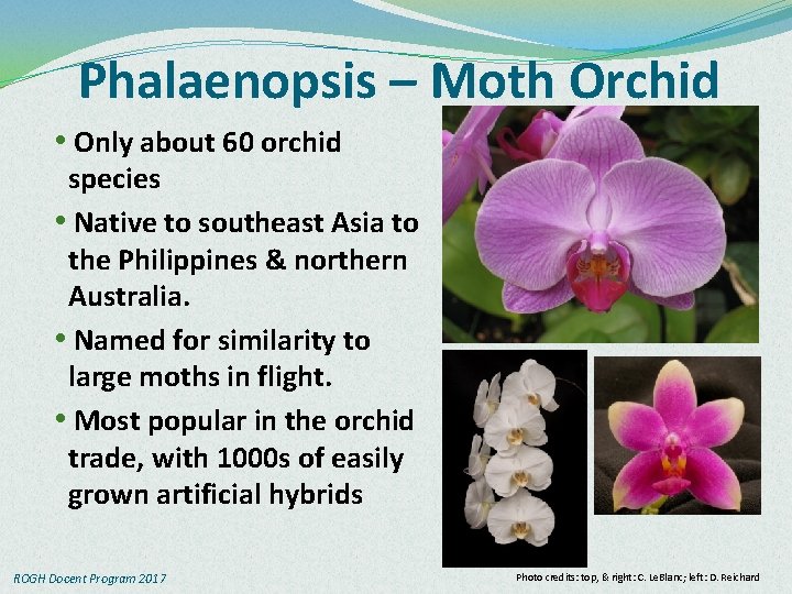 Phalaenopsis – Moth Orchid • Only about 60 orchid species • Native to southeast