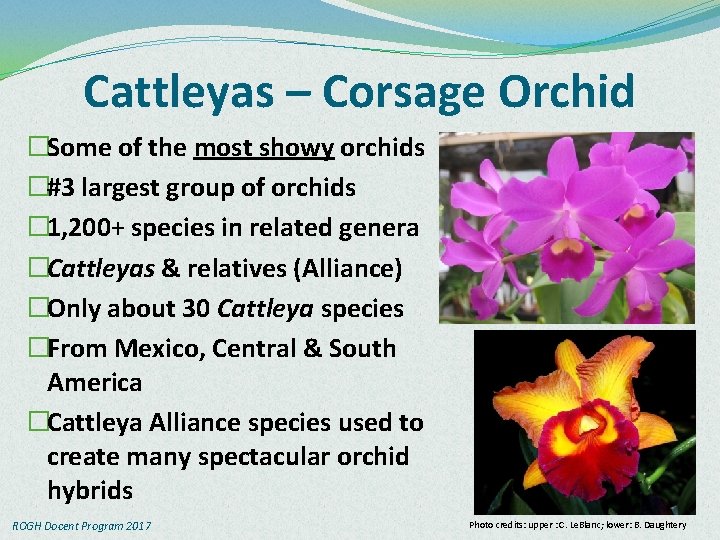 Cattleyas – Corsage Orchid �Some of the most showy orchids �#3 largest group of