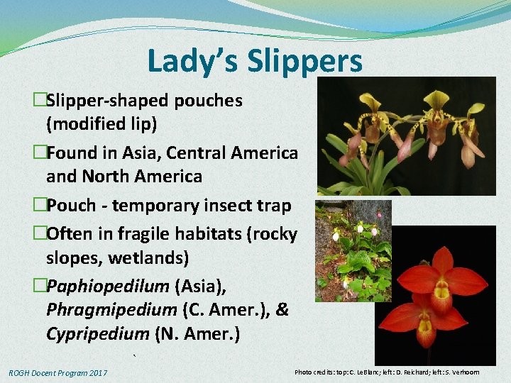Lady’s Slippers �Slipper-shaped pouches (modified lip) �Found in Asia, Central America and North America
