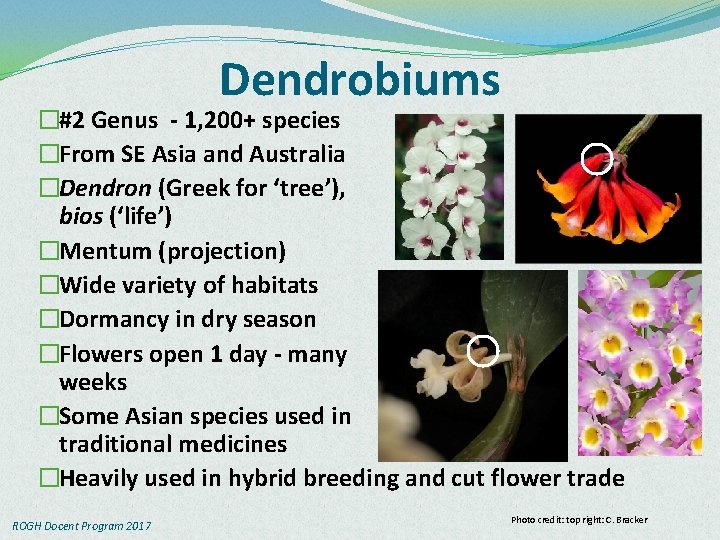 Dendrobiums �#2 Genus - 1, 200+ species �From SE Asia and Australia �Dendron (Greek