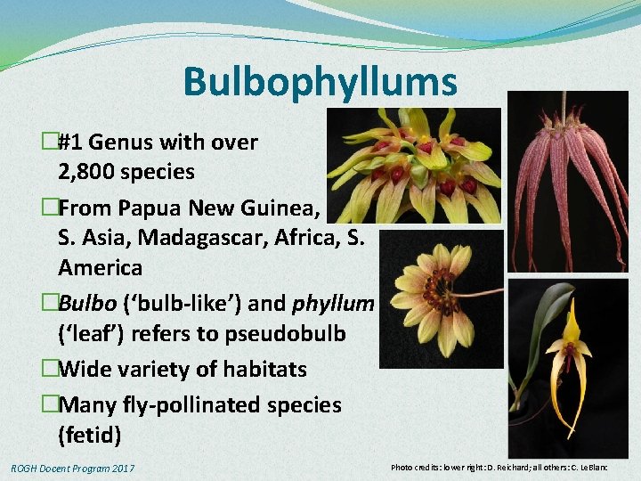 Bulbophyllums �#1 Genus with over 2, 800 species �From Papua New Guinea, S. Asia,
