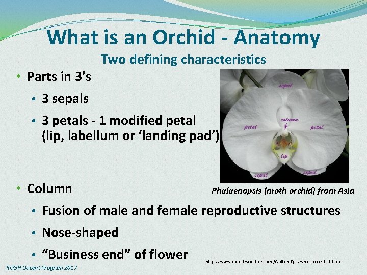 What is an Orchid - Anatomy Two defining characteristics • Parts in 3’s •