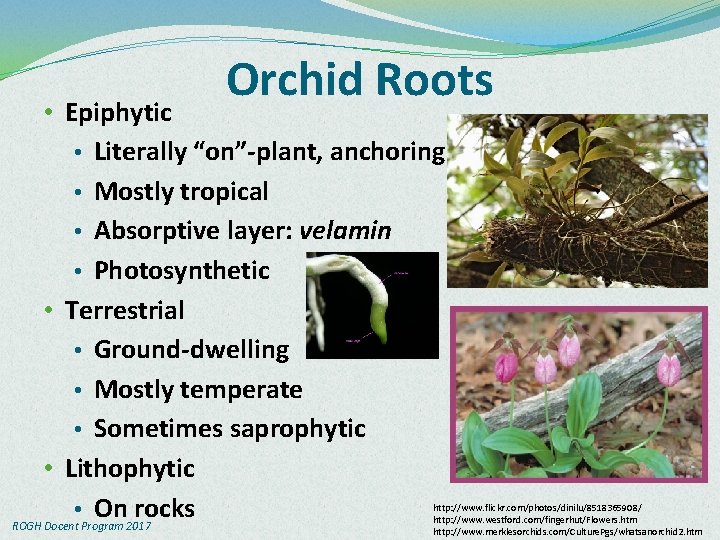 Orchid Roots • Epiphytic • Literally “on”-plant, anchoring • Mostly tropical • Absorptive layer: