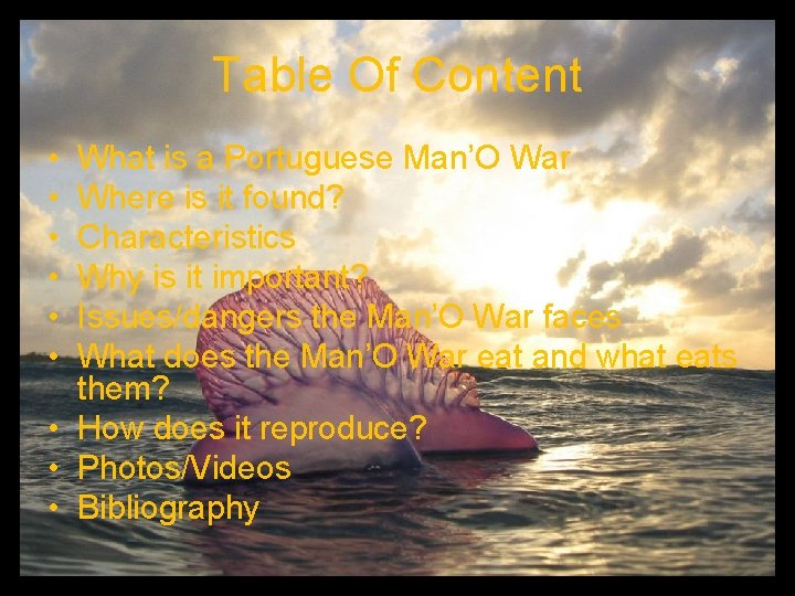Table Of Content • • • What is a Portuguese Man’O War Where is