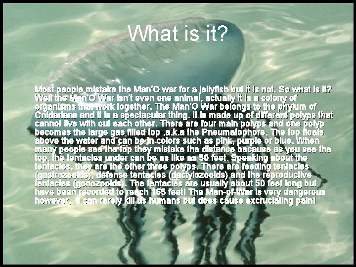 What is it? Most people mistake the Man’O war for a jellyfish but it