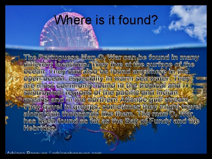 Where is it found? The Portuguese Man O’ War can be found in many