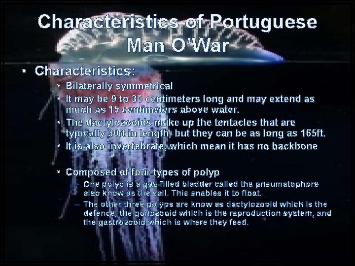 Characteristics of Portuguese Man O’War • Characteristics: • Bilaterally symmetrical • It may be