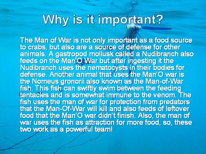 Why is it important? The Man of War is not only important as a