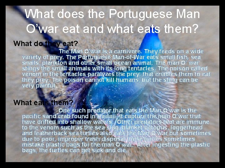 What does the Portuguese Man O’war eat and what eats them? What do they