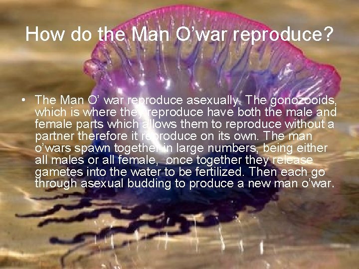 How do the Man O’war reproduce? • The Man O’ war reproduce asexually. The