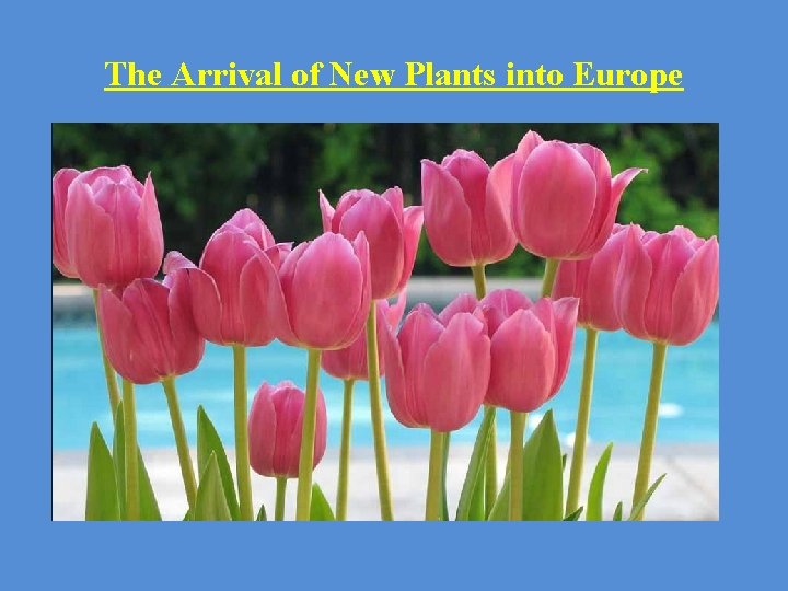 The Arrival of New Plants into Europe - Spices Foods: coconut, oranges, yams, and