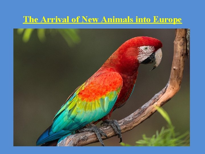 The Arrival of New Animals into Europe - Spices Foods: coconut, oranges, yams, and