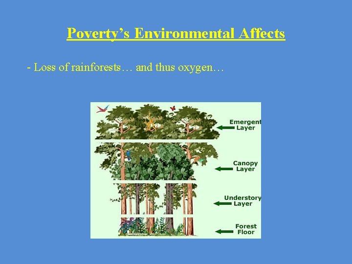 Poverty’s Environmental Affects - Loss of rainforests… and thus oxygen… 