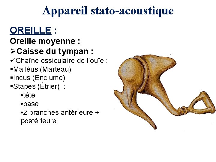 Appareil stato-acoustique OREILLE : Oreille moyenne : ØCaisse du tympan : üChaîne ossiculaire de