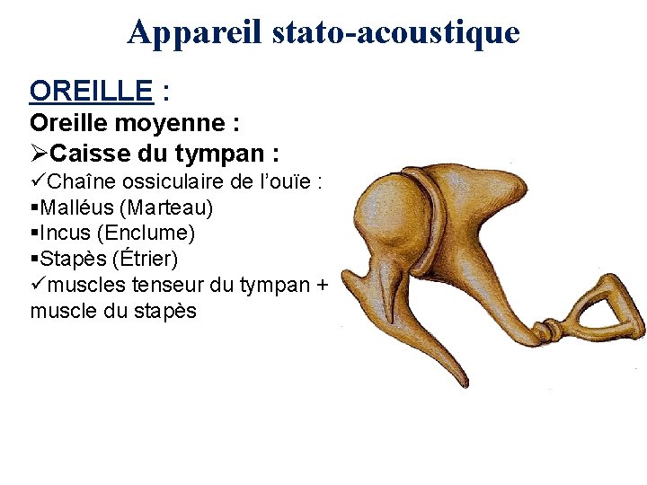 Appareil stato-acoustique OREILLE : Oreille moyenne : ØCaisse du tympan : üChaîne ossiculaire de