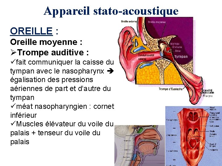 Appareil stato-acoustique OREILLE : Oreille moyenne : ØTrompe auditive : üfait communiquer la caisse