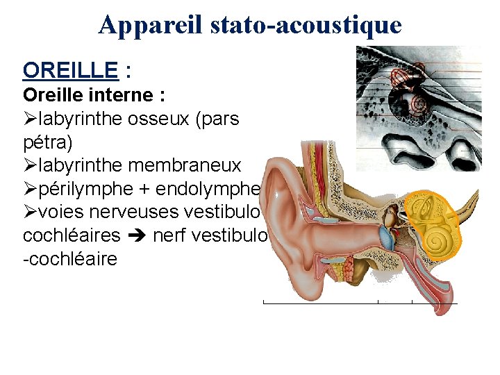 Appareil stato-acoustique OREILLE : Oreille interne : Ølabyrinthe osseux (pars pétra) Ølabyrinthe membraneux Øpérilymphe