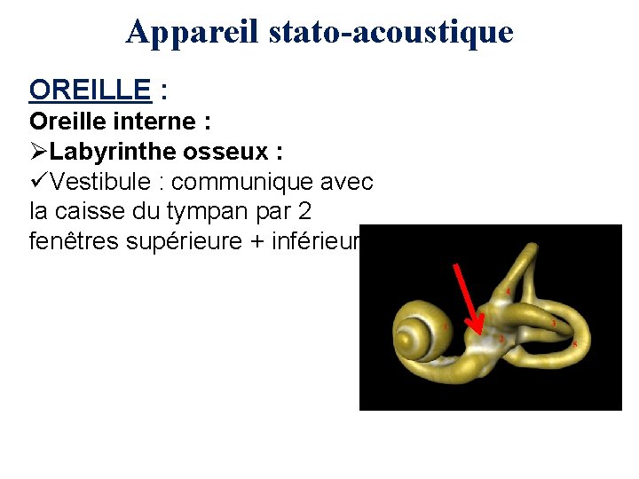 Appareil stato-acoustique OREILLE : Oreille interne : ØLabyrinthe osseux : üVestibule : communique avec
