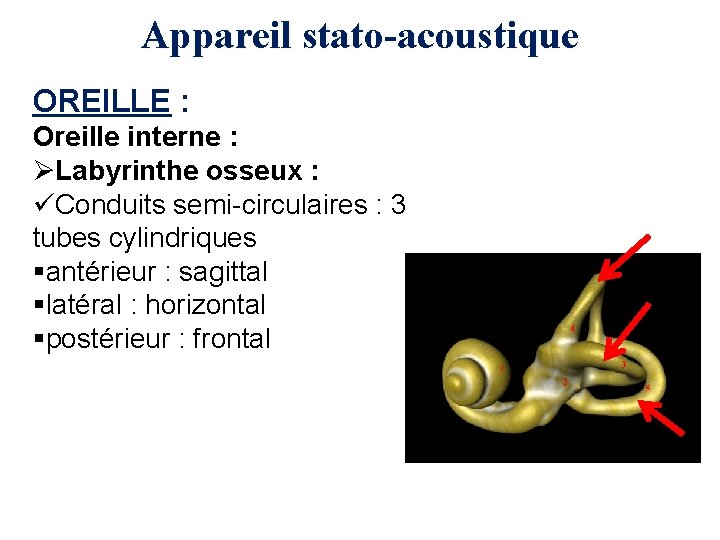 Appareil stato-acoustique OREILLE : Oreille interne : ØLabyrinthe osseux : üConduits semi-circulaires : 3
