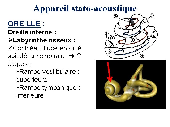 Appareil stato-acoustique OREILLE : Oreille interne : ØLabyrinthe osseux : üCochlée : Tube enroulé