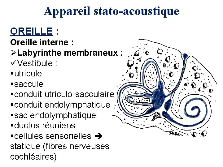 Appareil stato-acoustique OREILLE : Oreille interne : ØLabyrinthe membraneux : üVestibule : §utricule §saccule