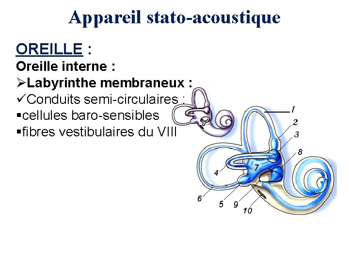 Appareil stato-acoustique OREILLE : Oreille interne : ØLabyrinthe membraneux : üConduits semi-circulaires : §cellules
