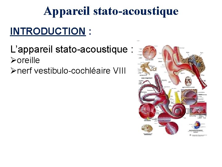 Appareil stato-acoustique INTRODUCTION : L’appareil stato-acoustique : Øoreille Ønerf vestibulo-cochléaire VIII 
