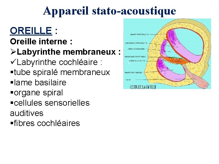 Appareil stato-acoustique OREILLE : Oreille interne : ØLabyrinthe membraneux : üLabyrinthe cochléaire : §tube