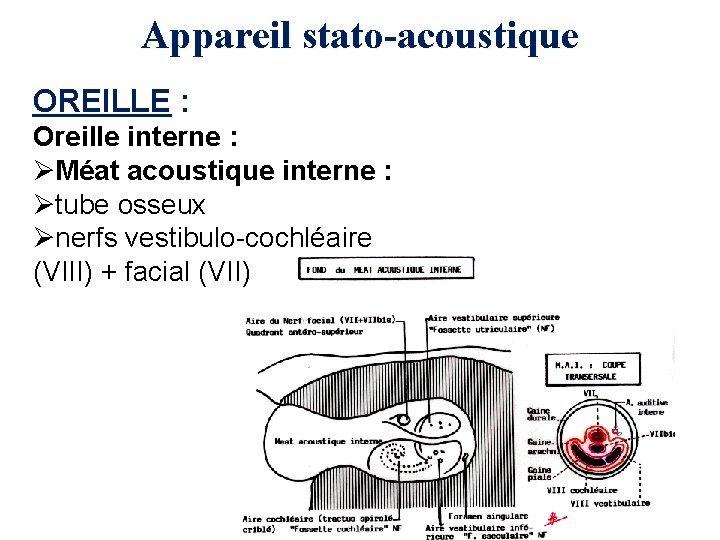 Appareil stato-acoustique OREILLE : Oreille interne : ØMéat acoustique interne : Øtube osseux Ønerfs