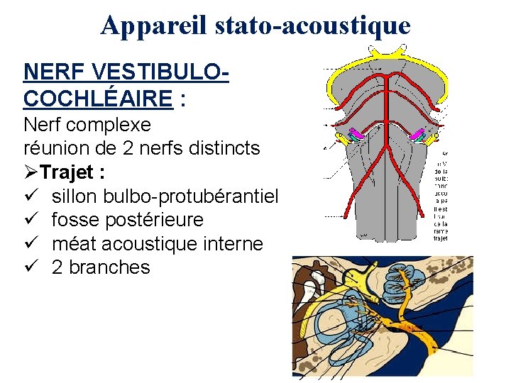 Appareil stato-acoustique NERF VESTIBULOCOCHLÉAIRE : Nerf complexe réunion de 2 nerfs distincts ØTrajet :