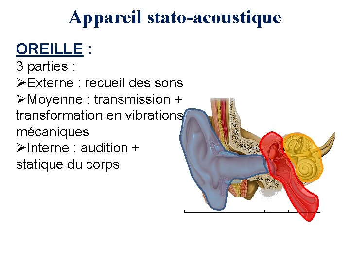 Appareil stato-acoustique OREILLE : 3 parties : ØExterne : recueil des sons ØMoyenne :