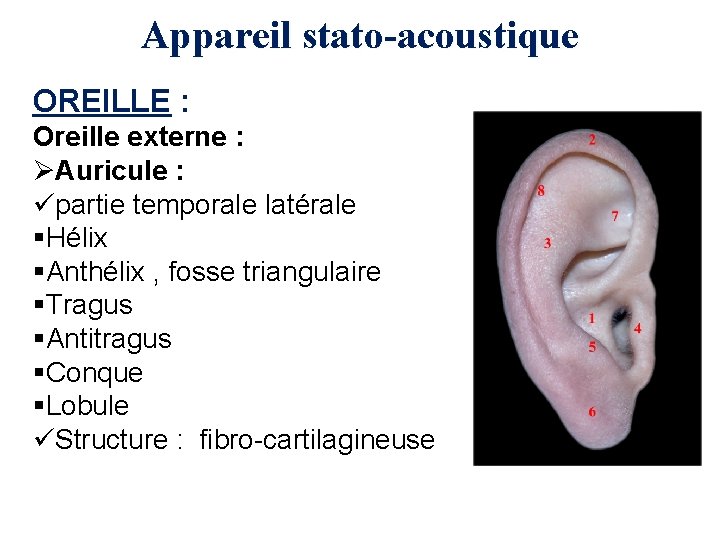 Appareil stato-acoustique OREILLE : Oreille externe : ØAuricule : üpartie temporale latérale §Hélix §Anthélix