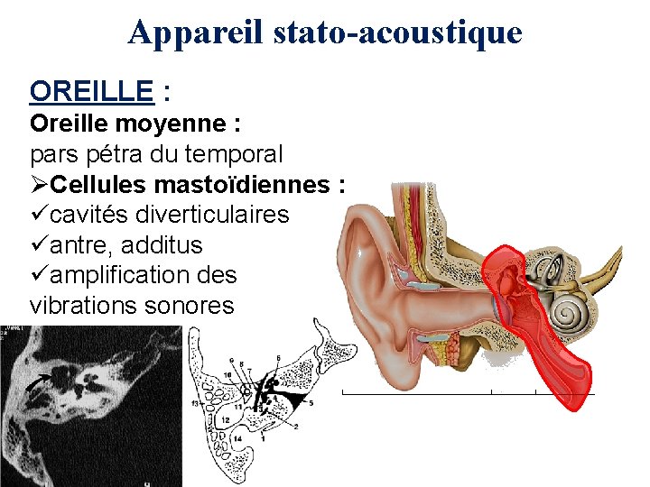 Appareil stato-acoustique OREILLE : Oreille moyenne : pars pétra du temporal ØCellules mastoïdiennes :